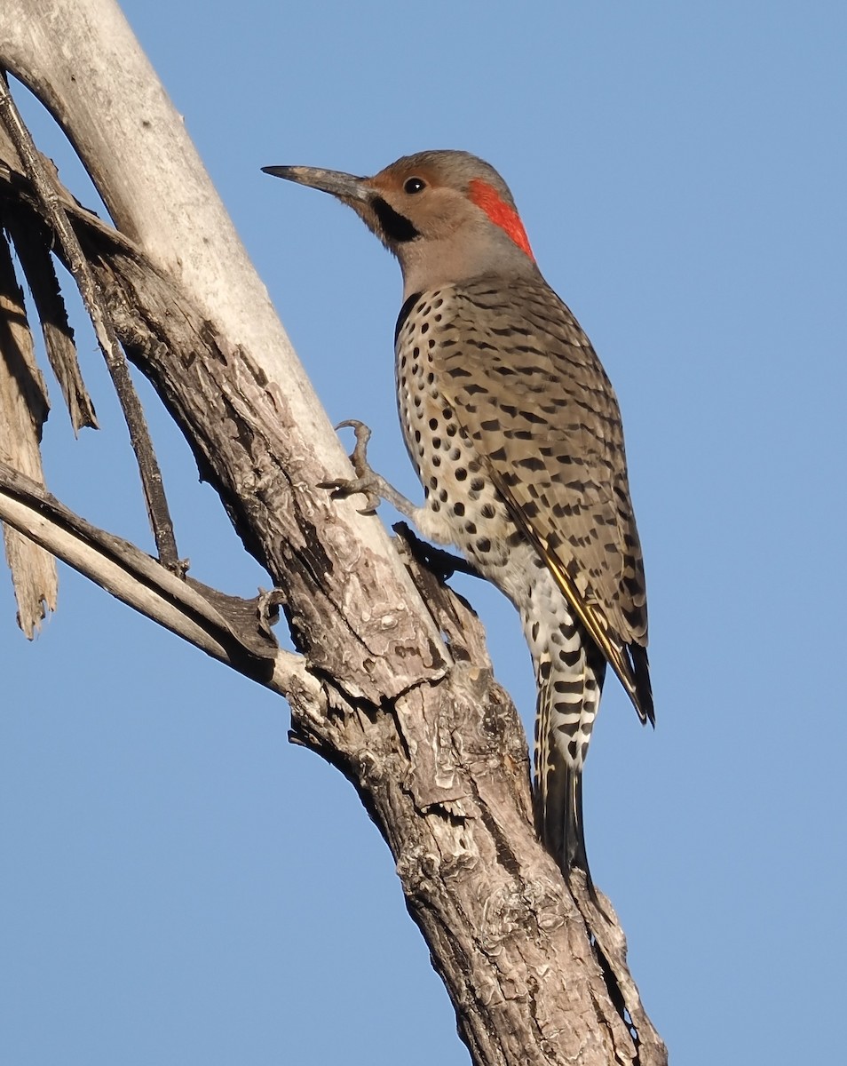 Northern Flicker (Yellow-shafted) - ML646566799