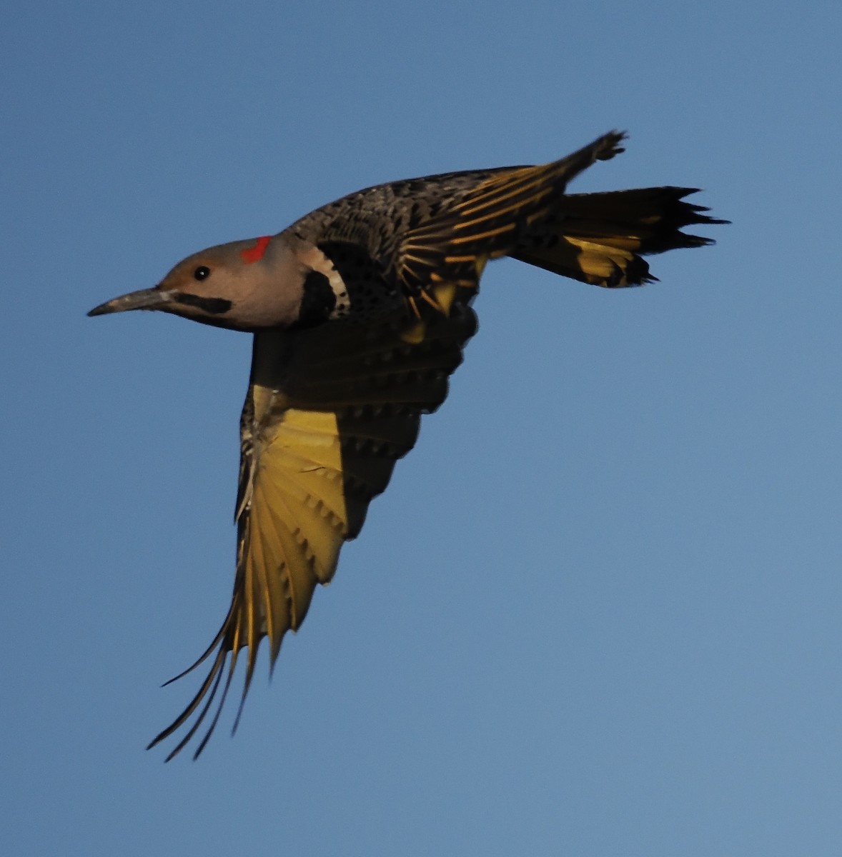 Northern Flicker (Yellow-shafted) - ML646566800