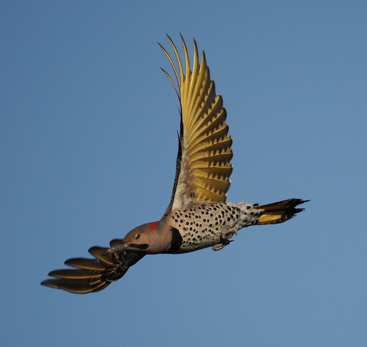 Northern Flicker (Yellow-shafted) - ML646566801