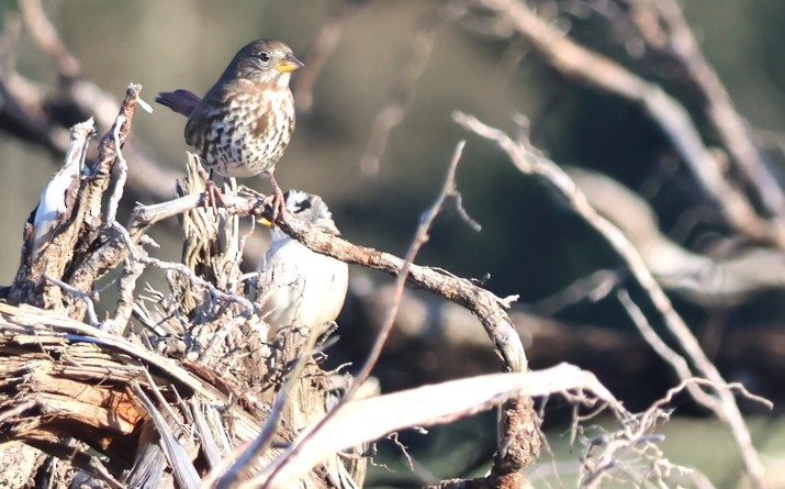Fox Sparrow - ML646566802