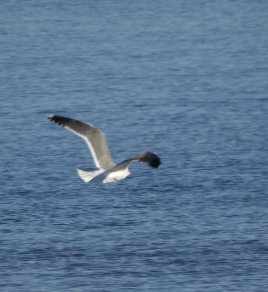 Lesser Black-backed Gull - ML646566811