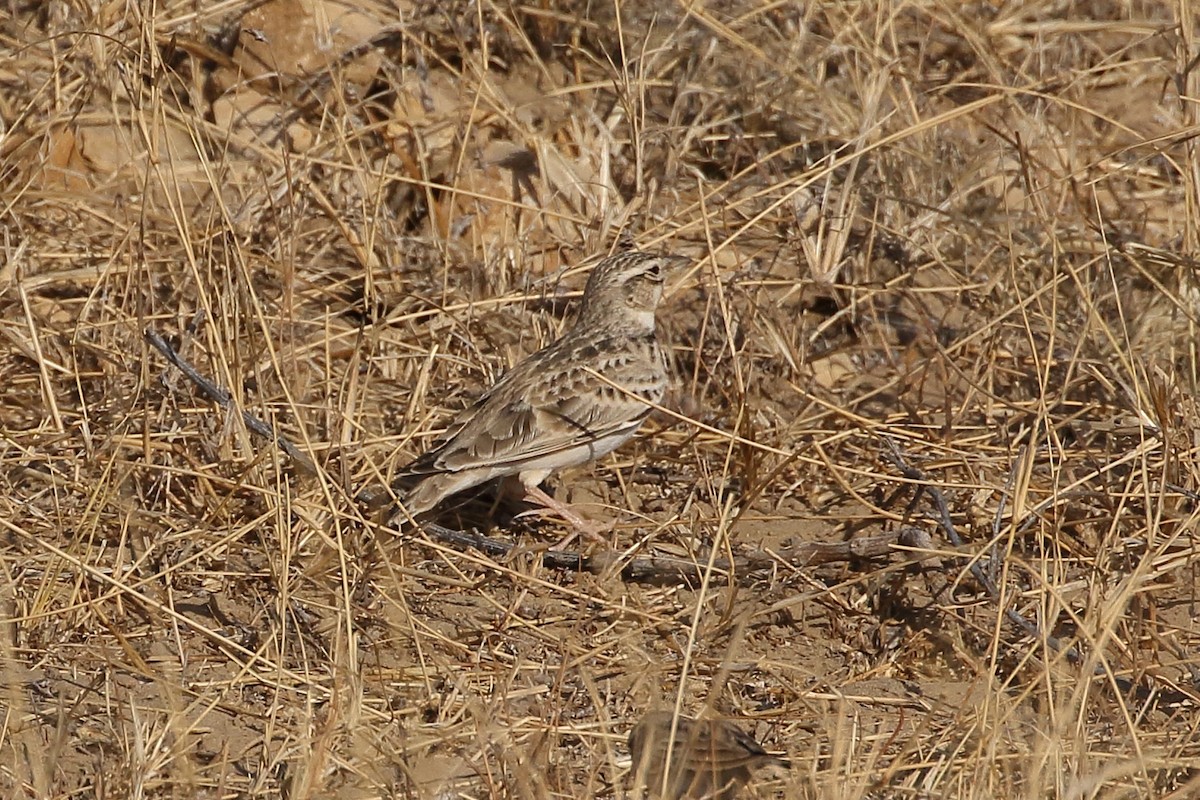 עפרוני פסגות - ML646566813