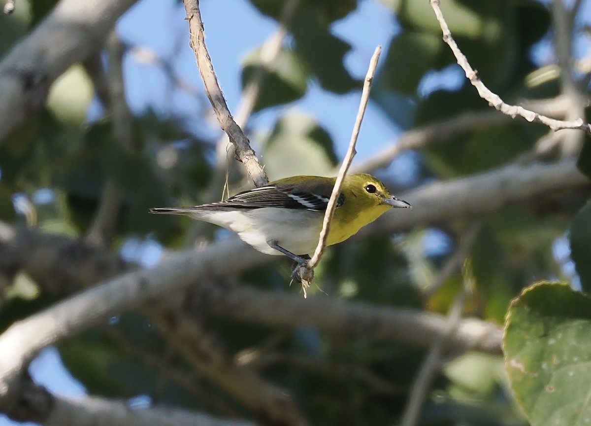 Yellow-throated Vireo - ML646566816