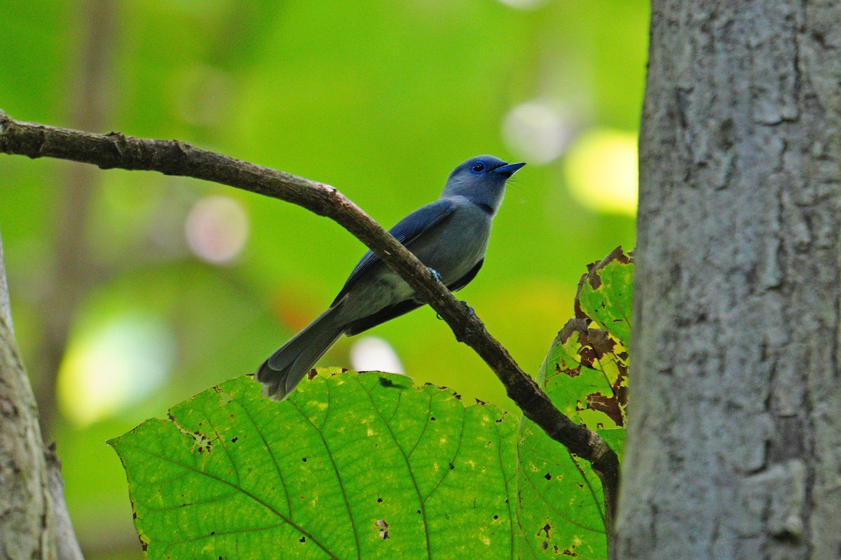 Pale-blue Monarch - ML646566817