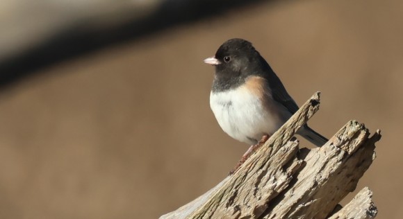 Dark-eyed Junco - ML646566819