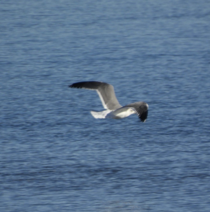 Lesser Black-backed Gull - ML646566820