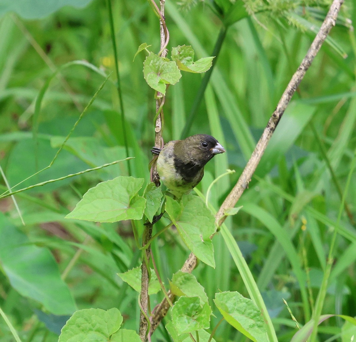 Yellow-bellied Seedeater - ML646566821