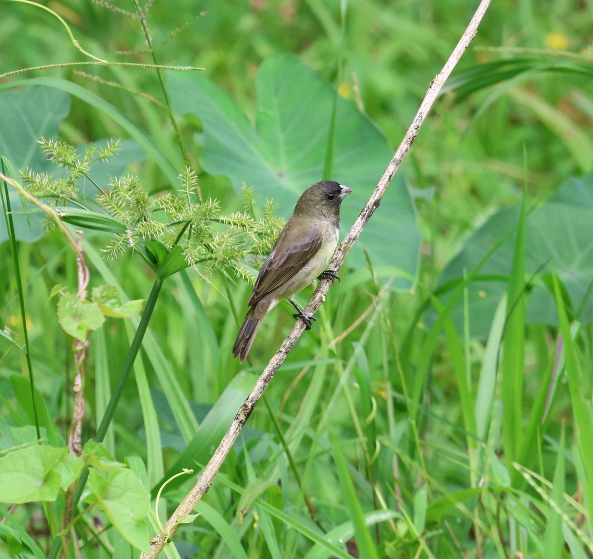 Yellow-bellied Seedeater - ML646566822