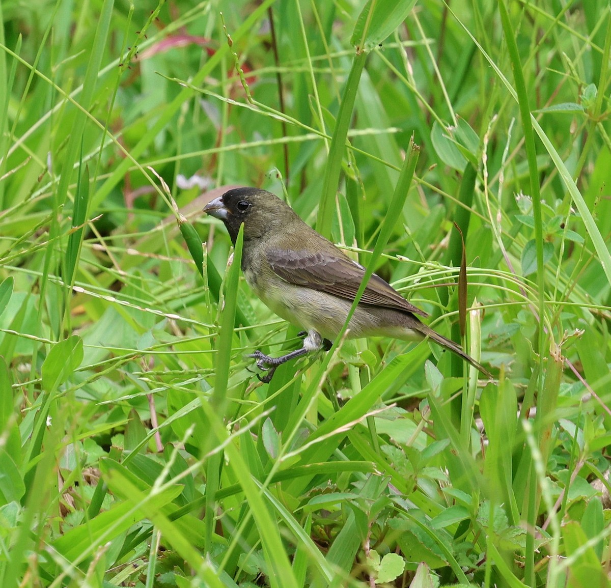 Yellow-bellied Seedeater - ML646566823