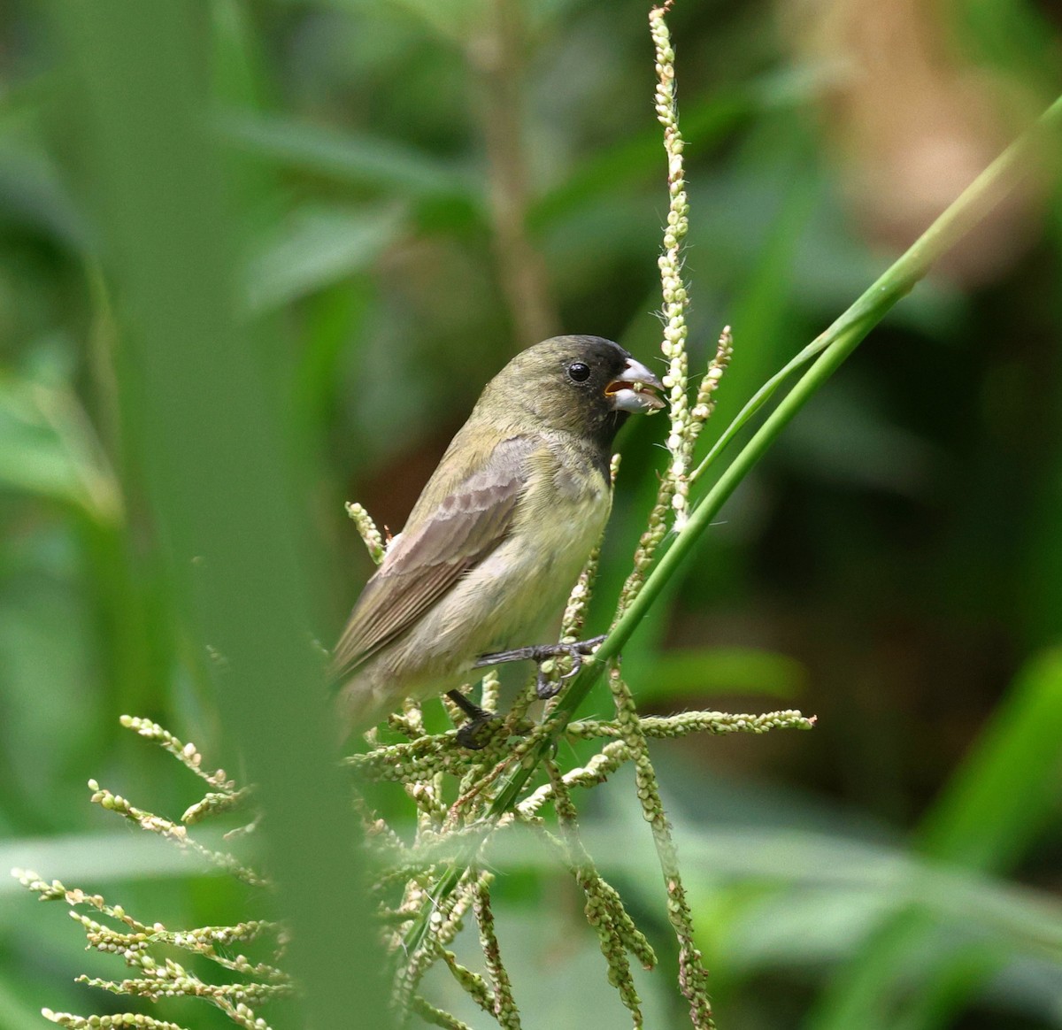 Yellow-bellied Seedeater - ML646566824