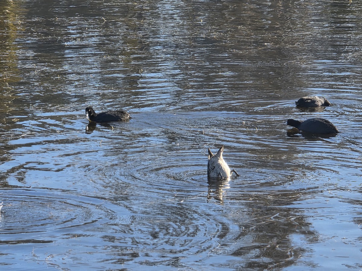 Northern Pintail - ML646566825