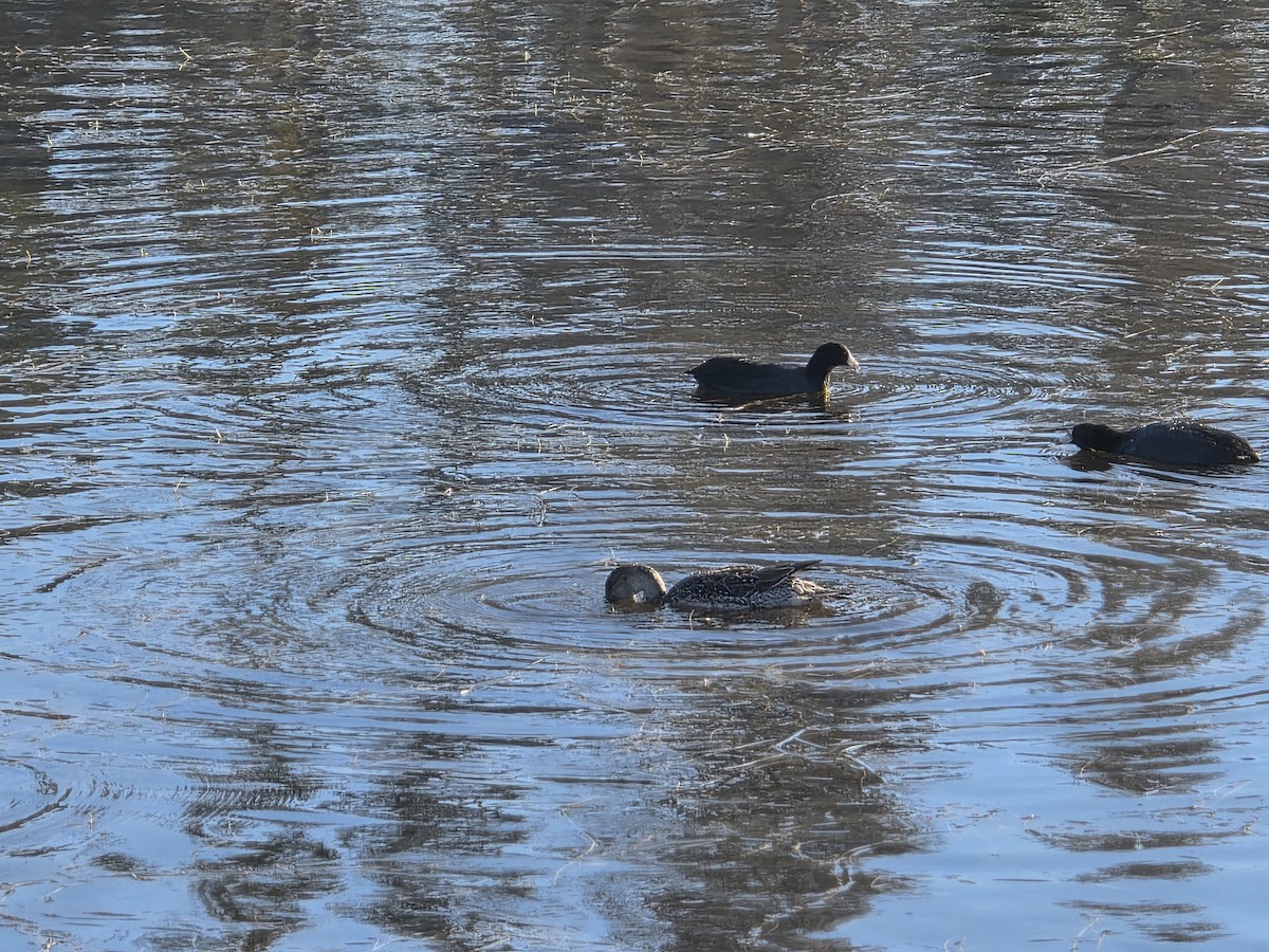 Northern Pintail - ML646566826