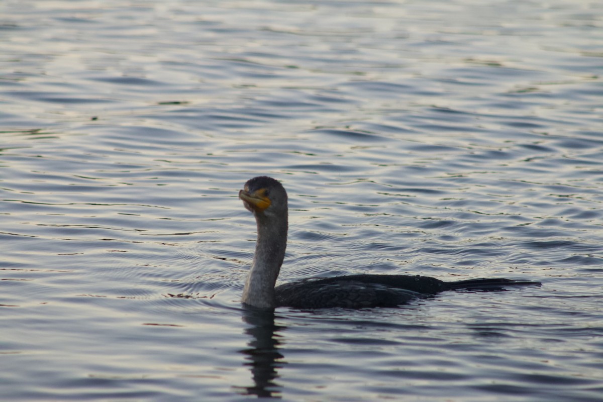Double-crested Cormorant - ML646566827