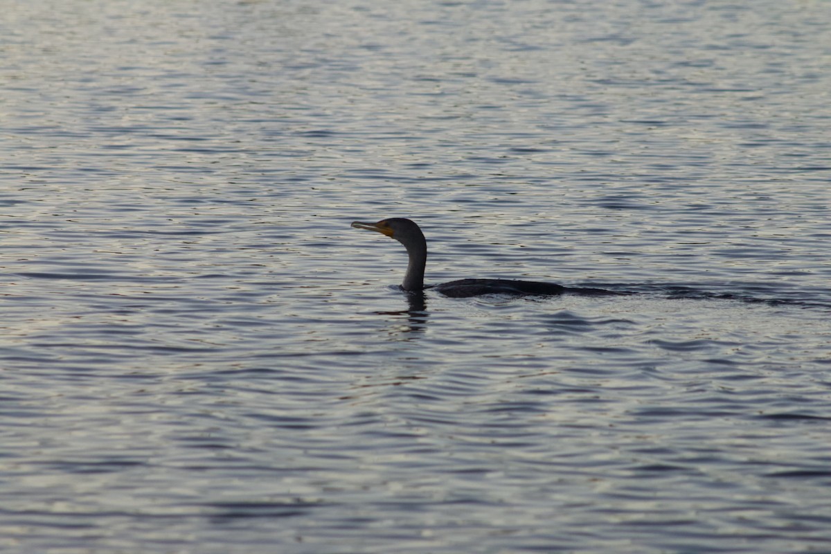 Double-crested Cormorant - ML646566828