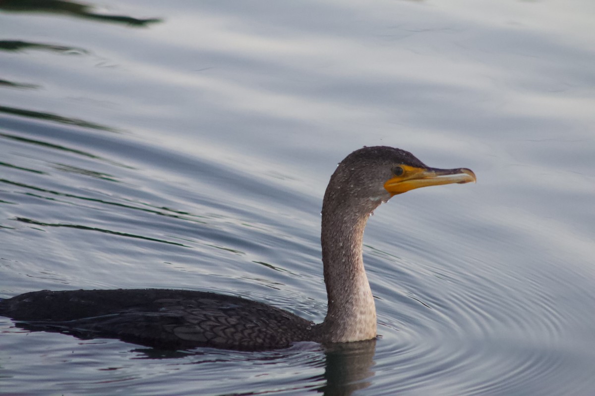 Double-crested Cormorant - ML646566829