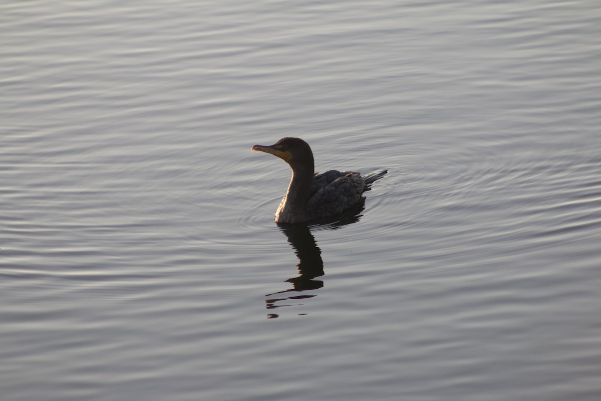 Double-crested Cormorant - ML646566830