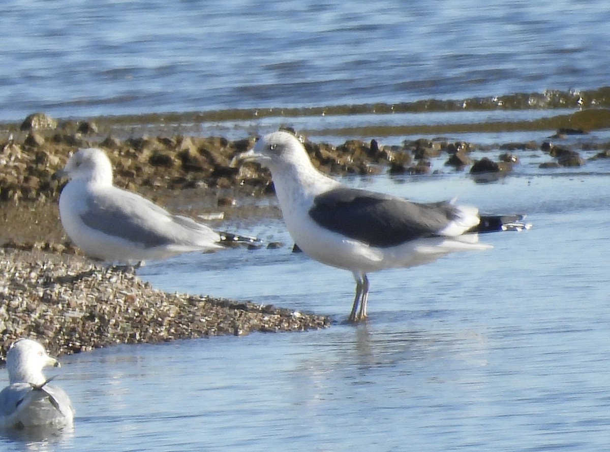 Lesser Black-backed Gull - ML646566831