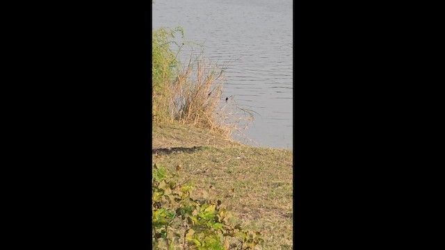 Pitxartxar beltza - ML646566832