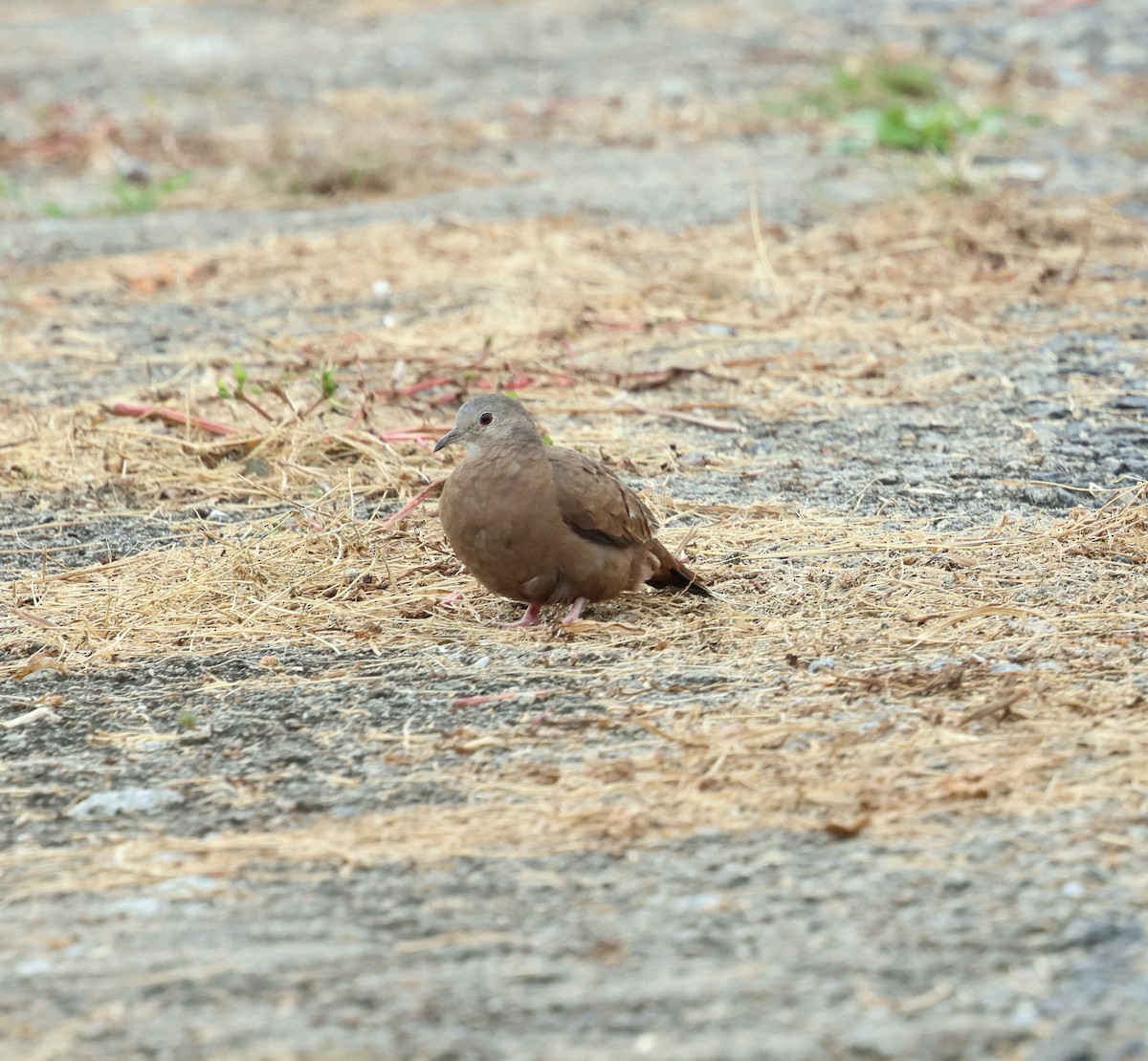 Ruddy Ground Dove - ML646566833