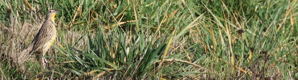 Western Meadowlark - ML646566834