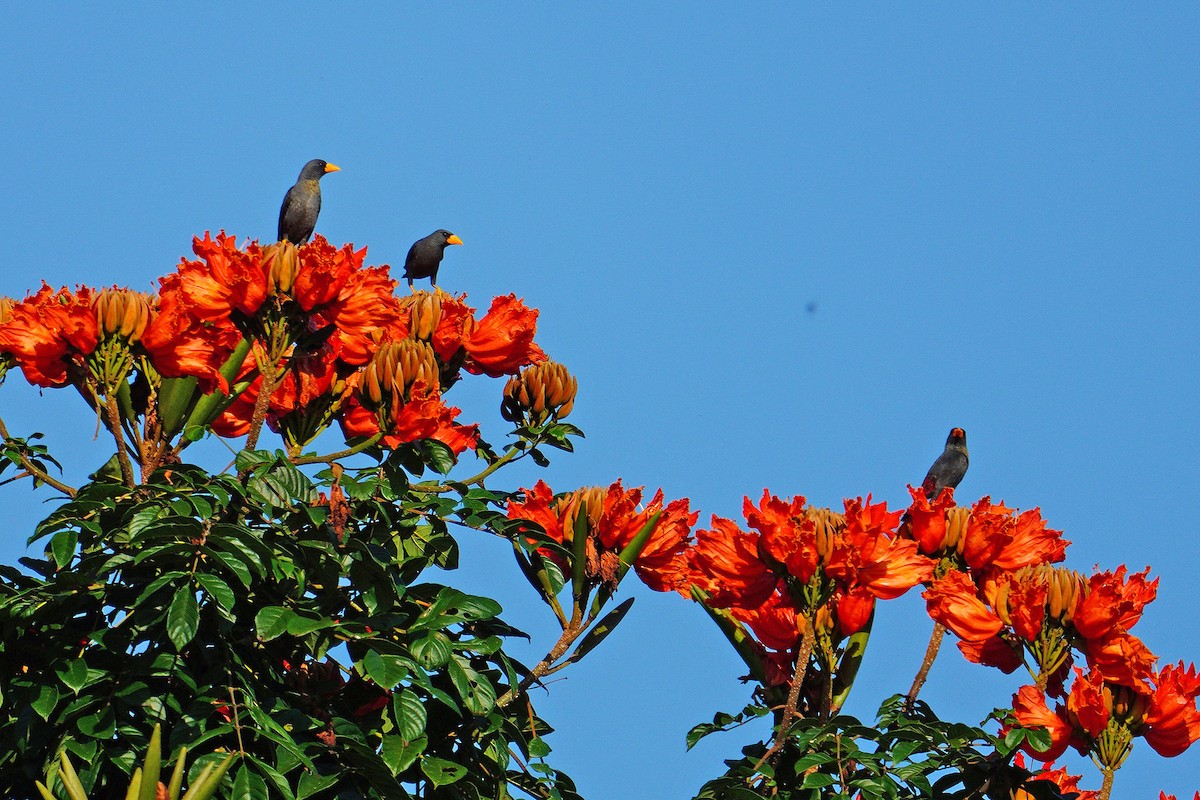 špaček tlustozobý - ML646566835