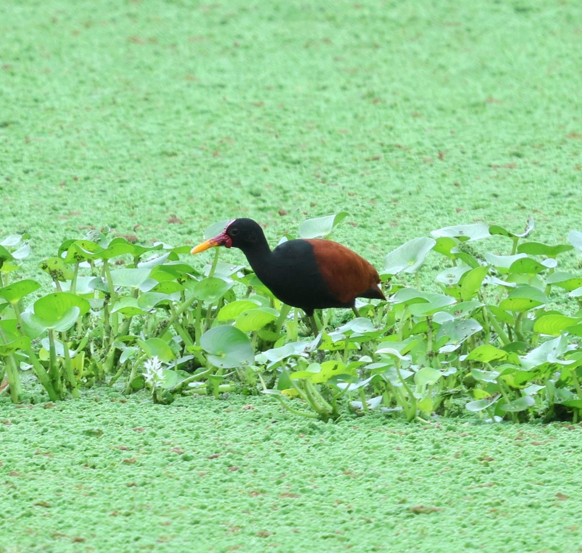 Wattled Jacana - ML646566836