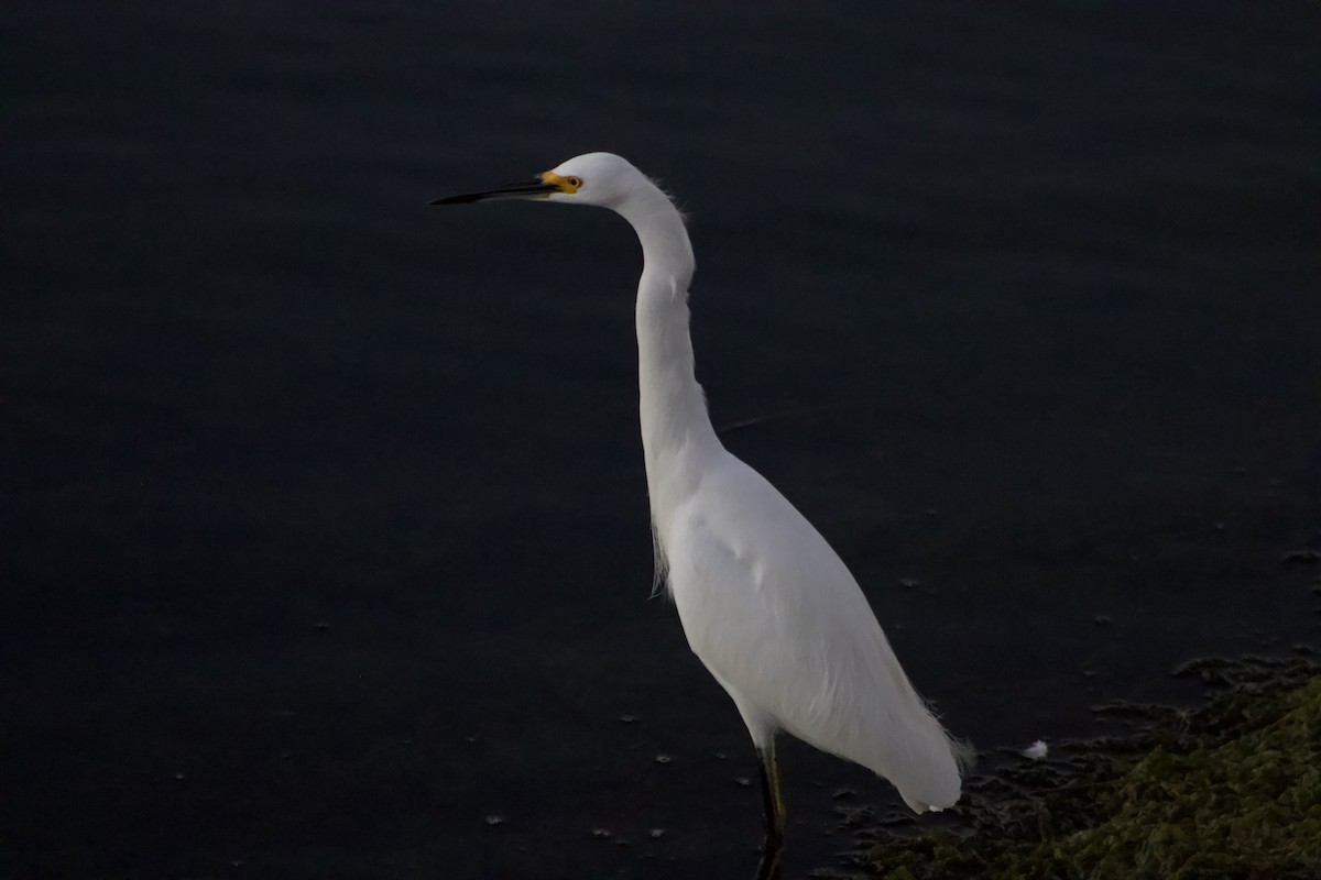 Snowy Egret - ML646566837