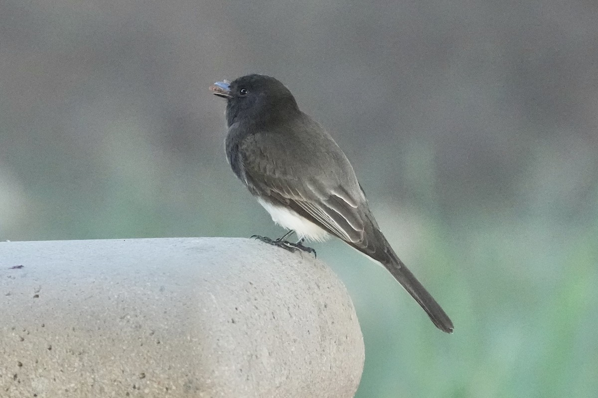 Black Phoebe - ML646566841