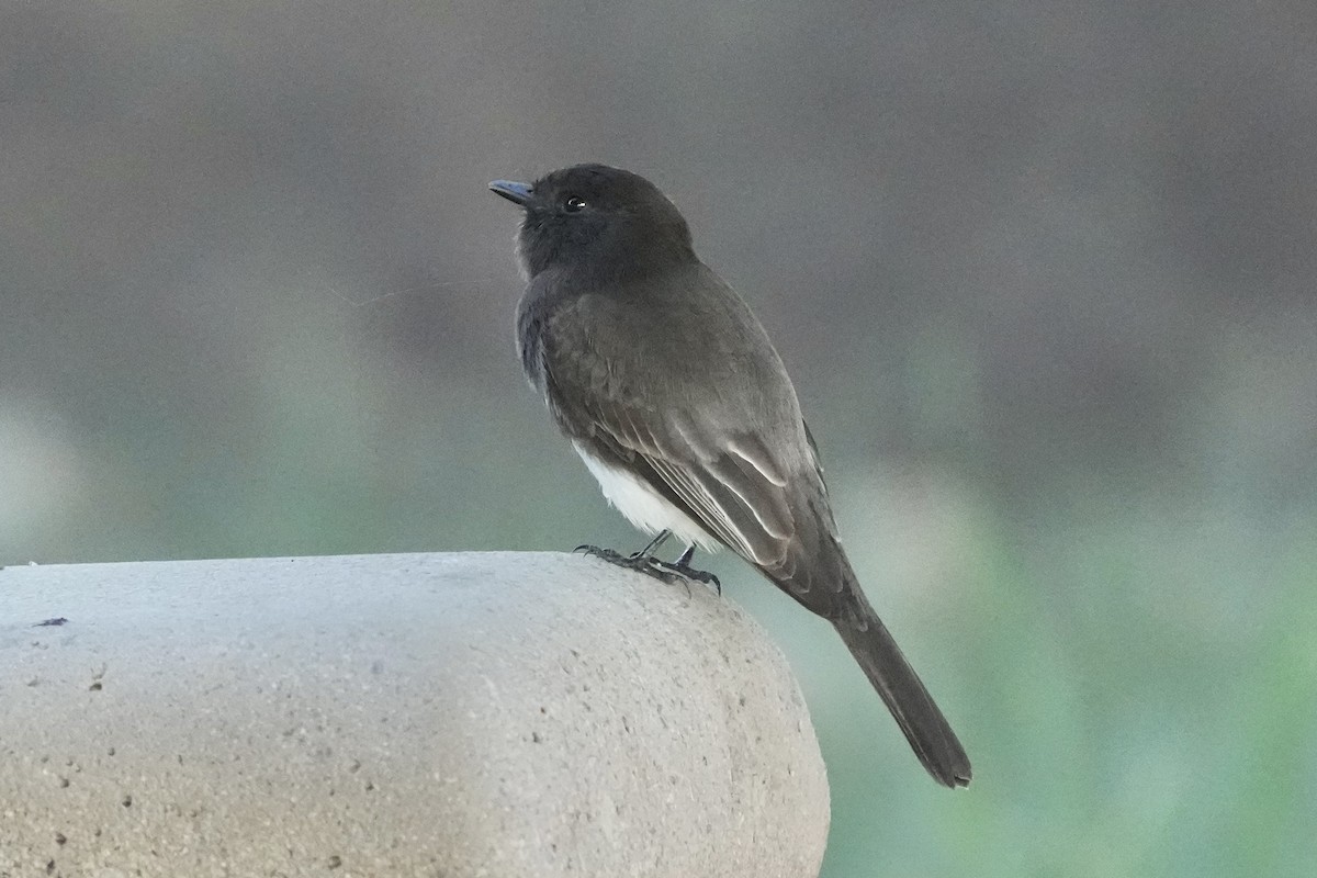 Black Phoebe - ML646566842