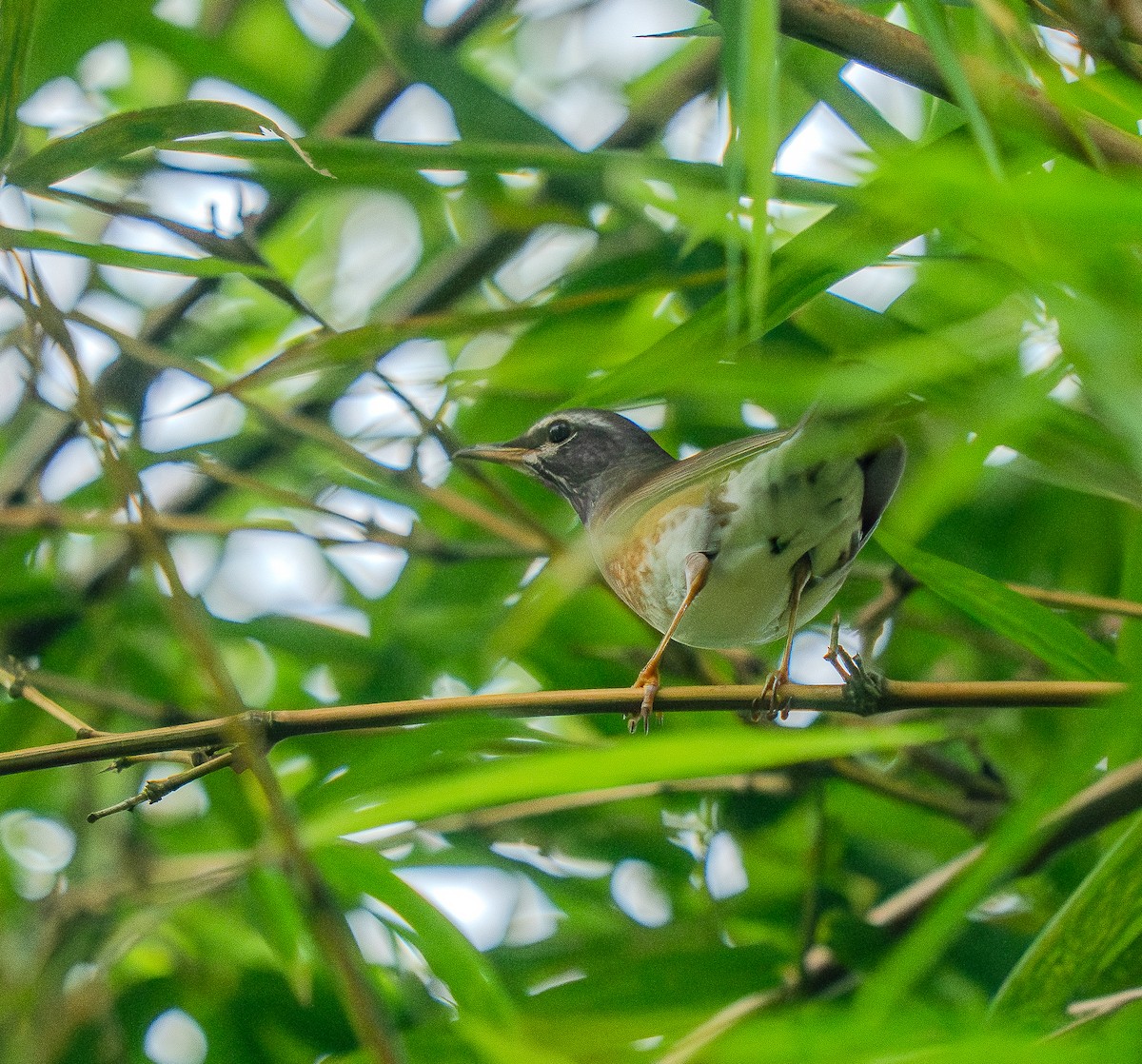 Eyebrowed Thrush - ML646566843