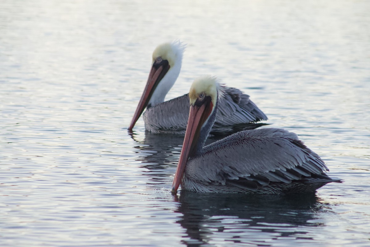 Brown Pelican - ML646566845