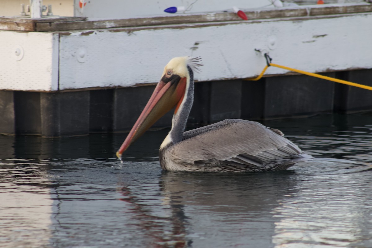 Brown Pelican - ML646566846