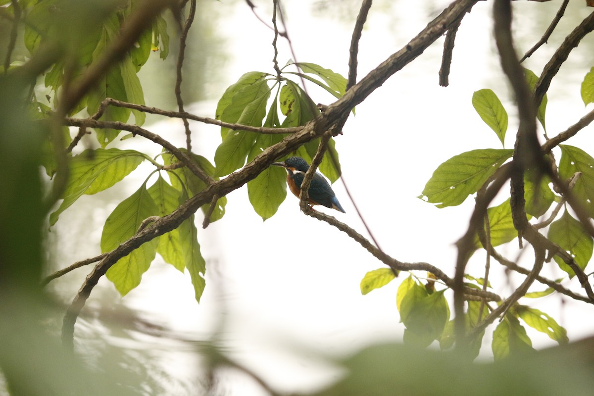 カワセミ - ML646566847