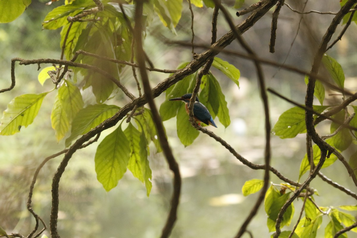 カワセミ - ML646566848