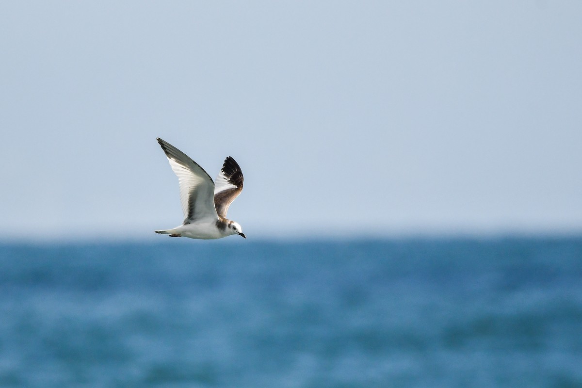 クビワカモメ - ML646566851