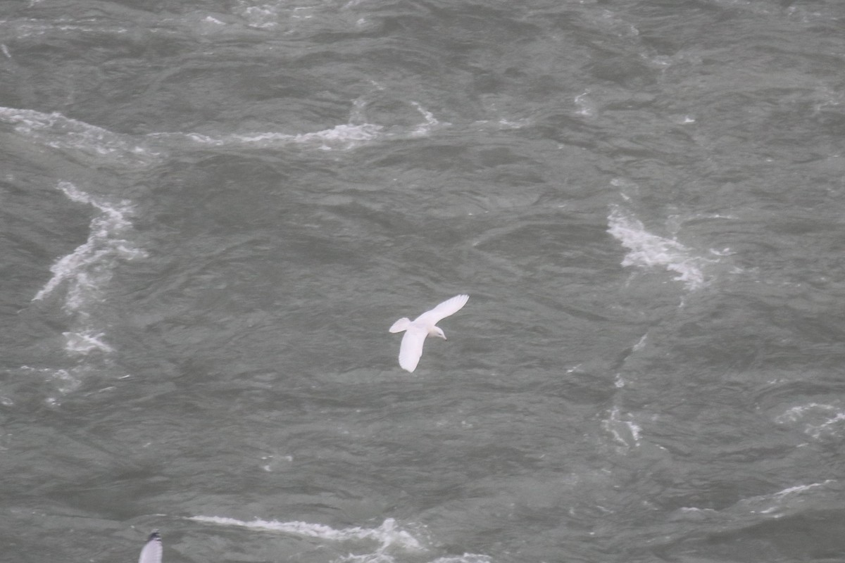 Glaucous Gull - ML646566852