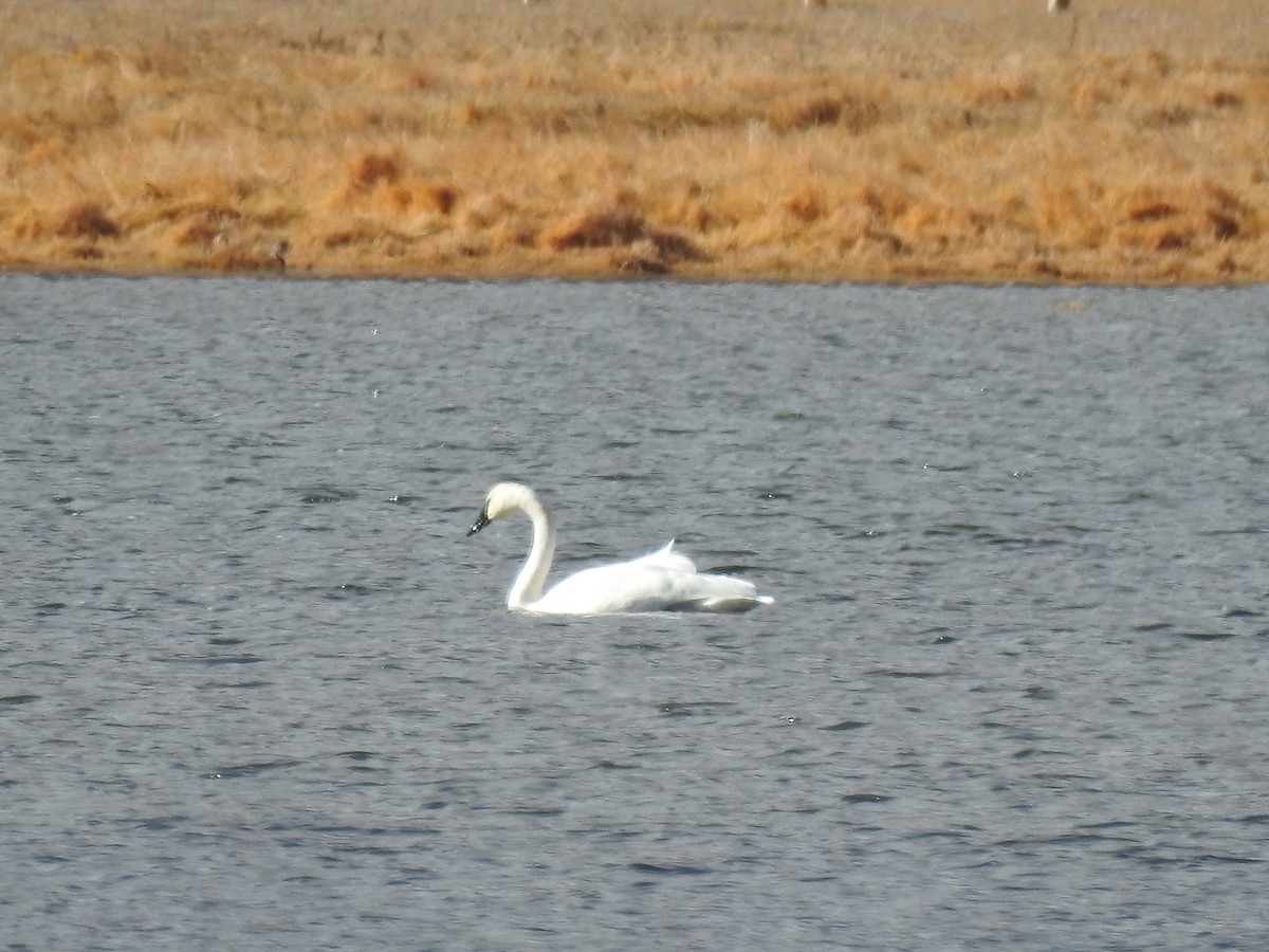 labuť trubač - ML646566854