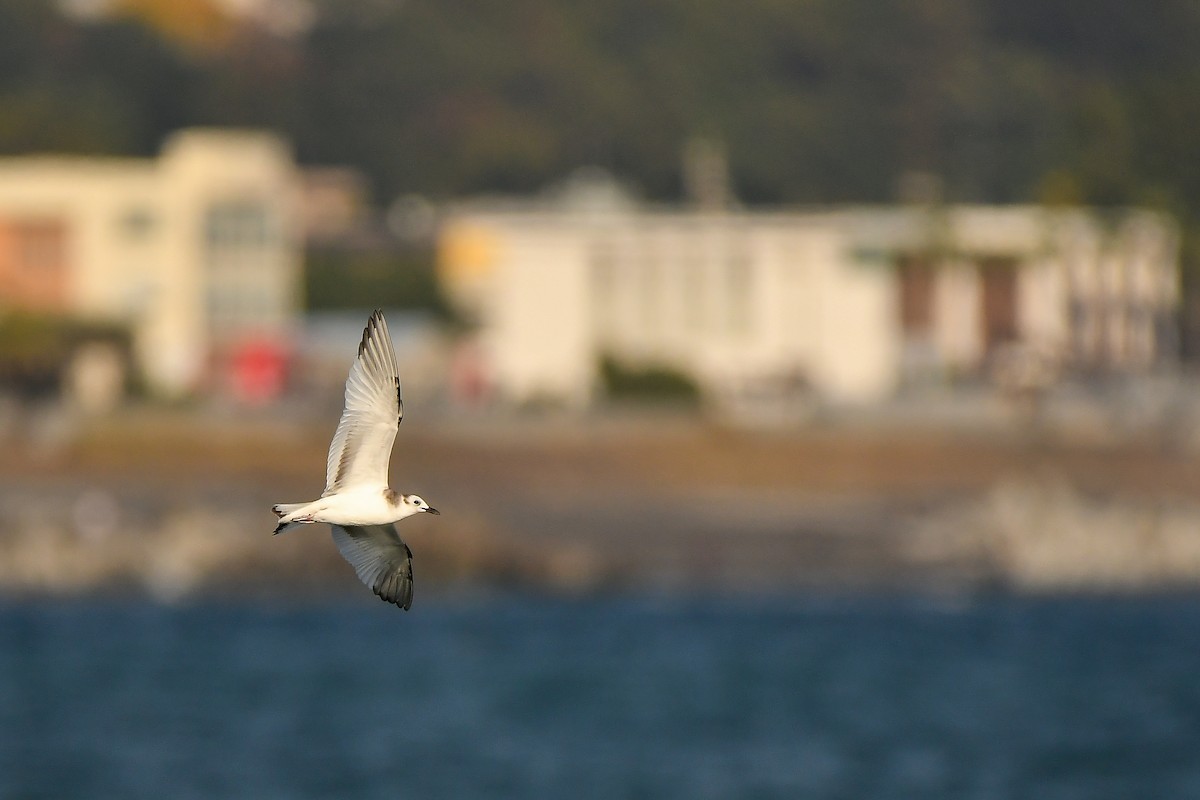 クビワカモメ - ML646566856