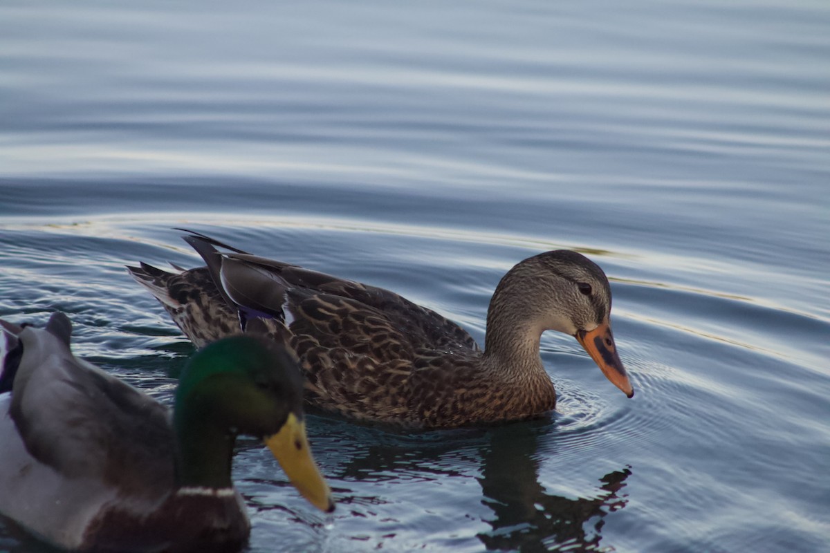Mallard - ML646566861