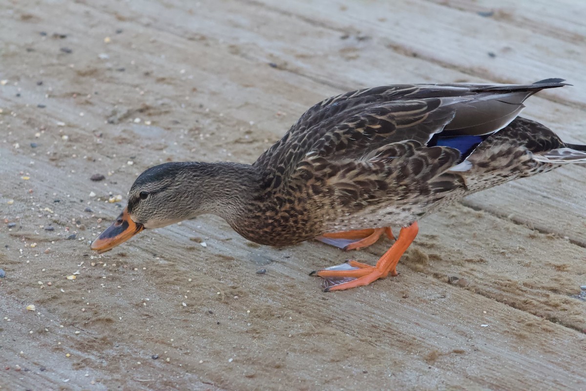 Mallard - ML646566862