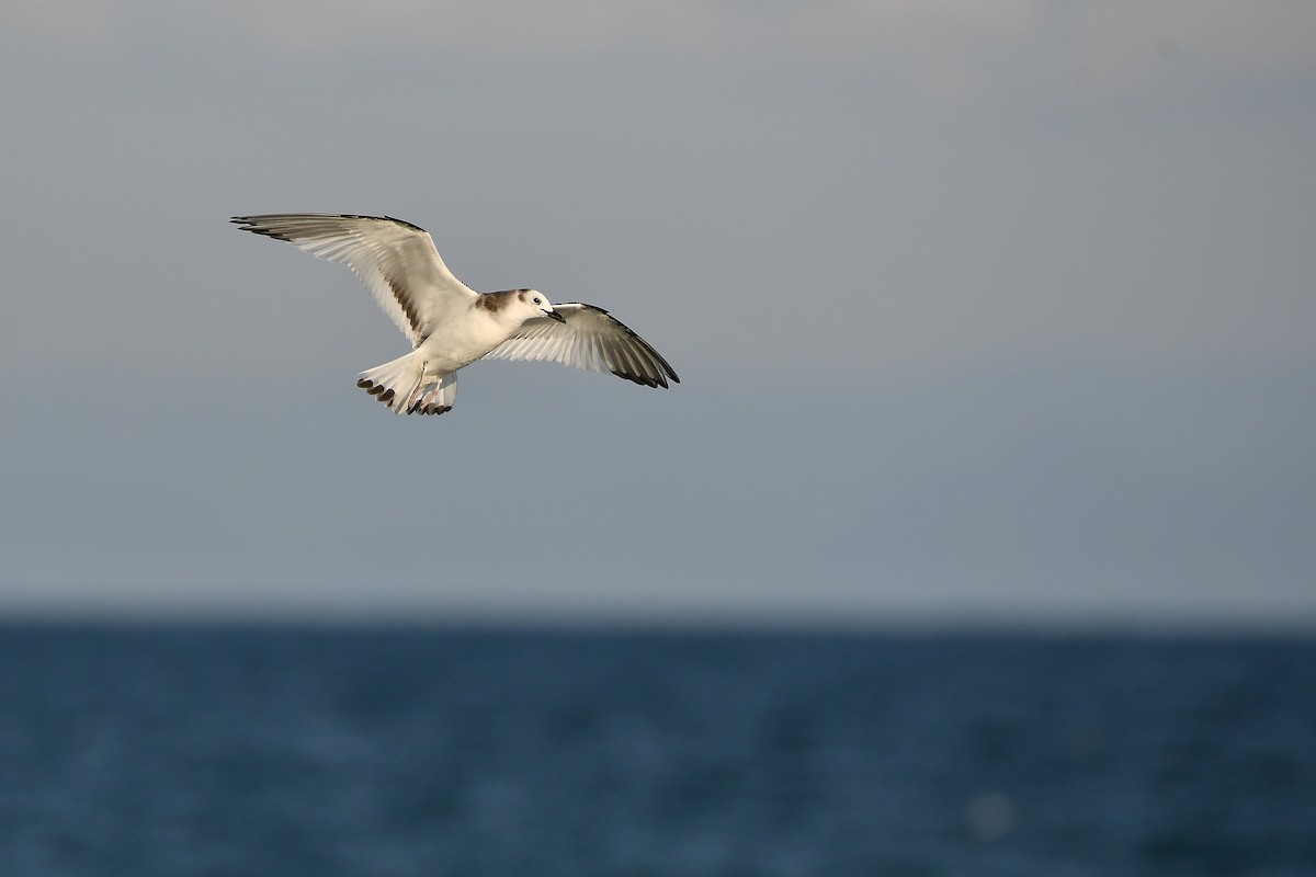 クビワカモメ - ML646566867