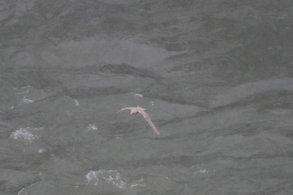Iceland Gull - ML646566868