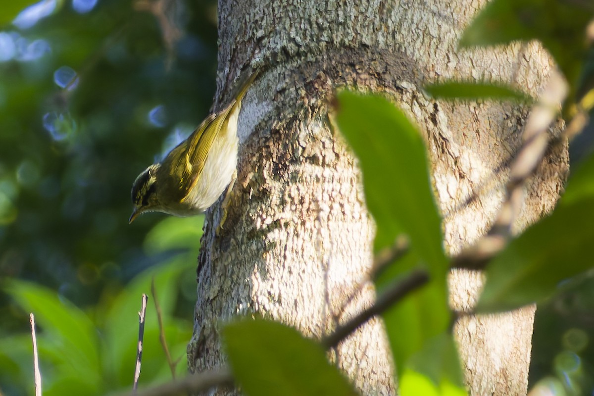 クラウディアムシクイ - ML646566869