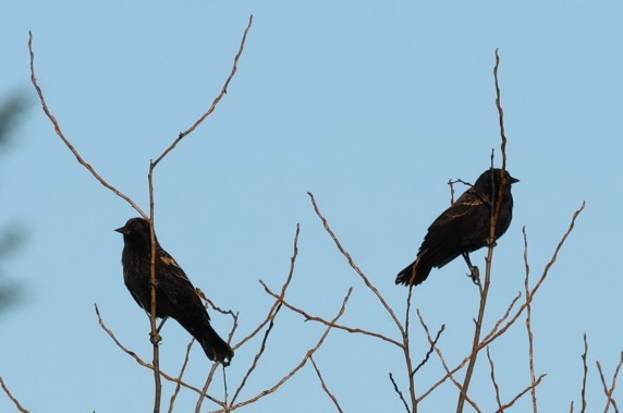 Red-winged Blackbird - ML646566870