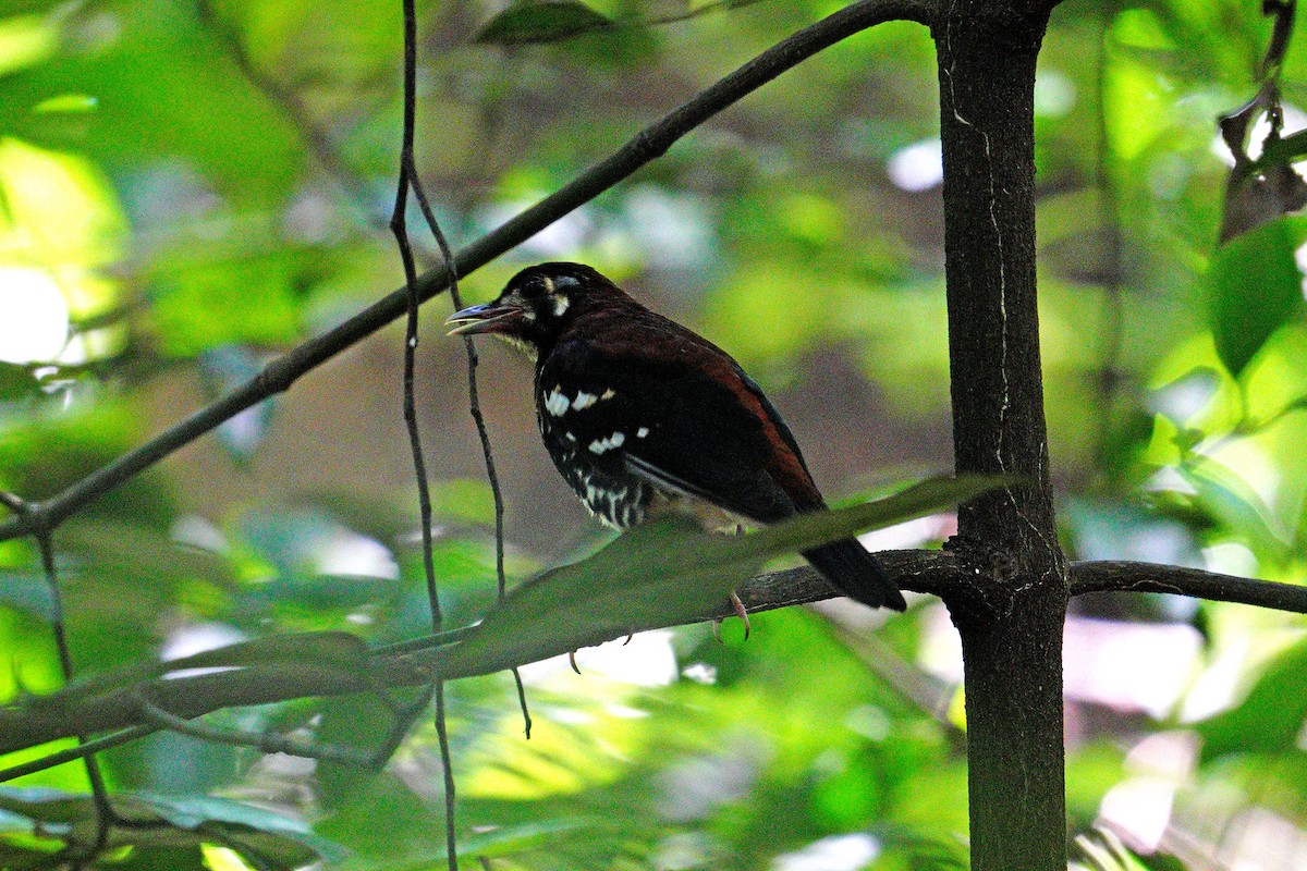 drozd černobřichý - ML646566873