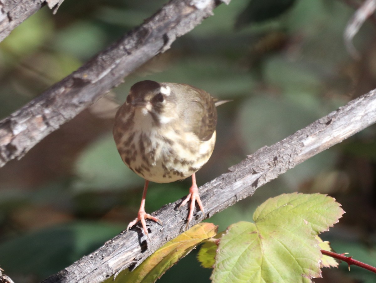 Louisiana Waterthrush - ML646566876