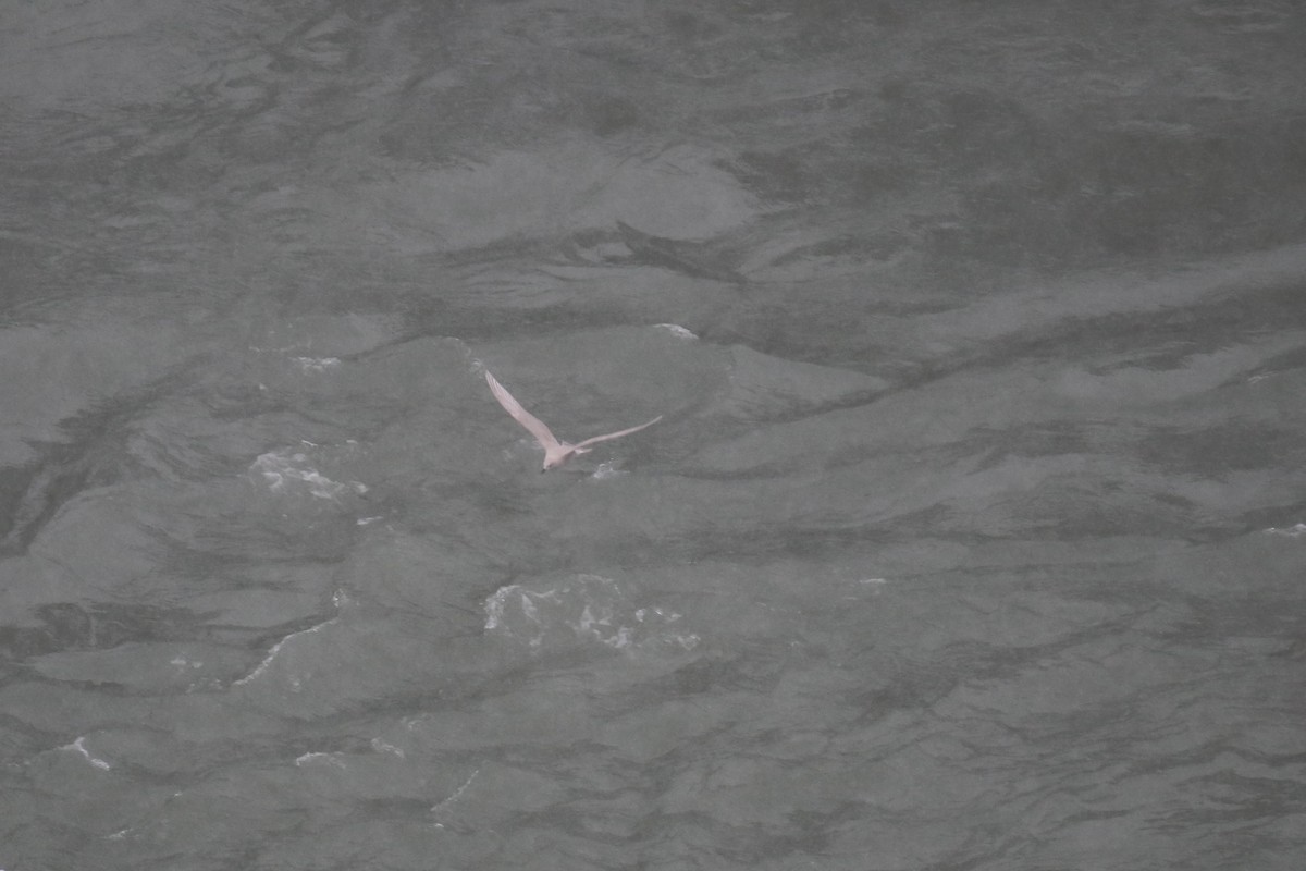 Iceland Gull - ML646566878
