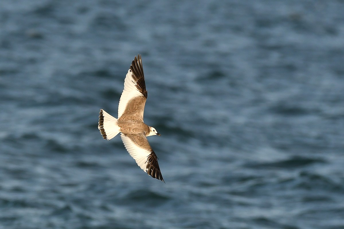 クビワカモメ - ML646566880