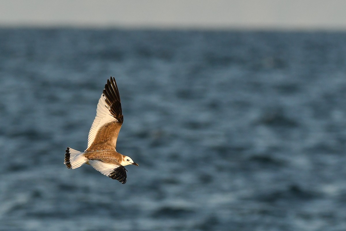 クビワカモメ - ML646566881