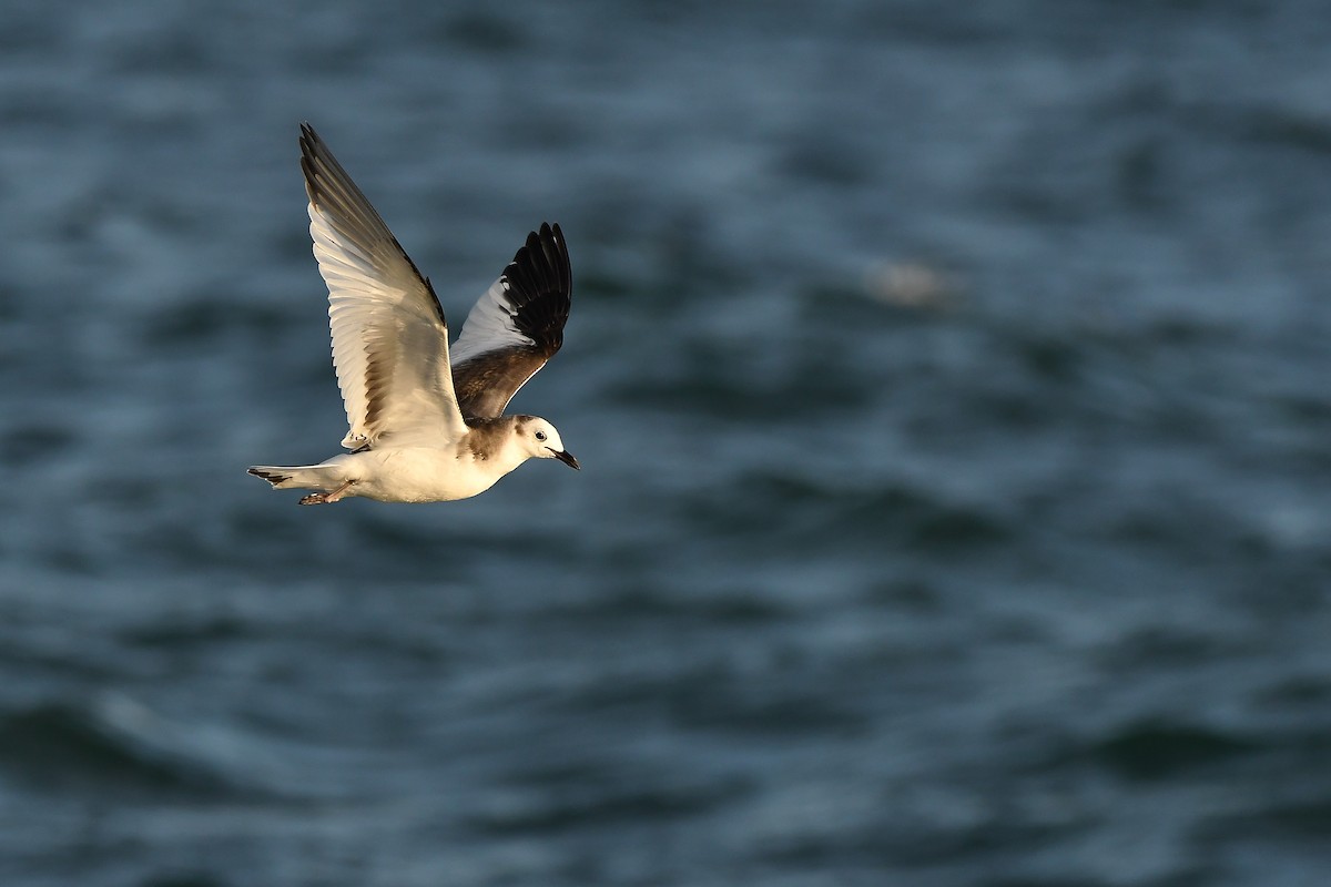 クビワカモメ - ML646566882